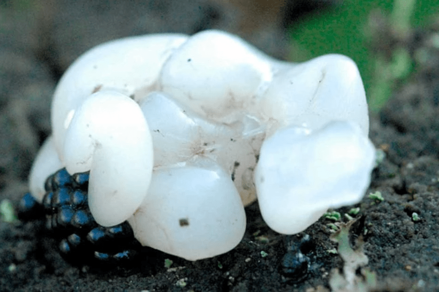 Misterija Oukvilskih želatinastih mrlja koje su pale s neba