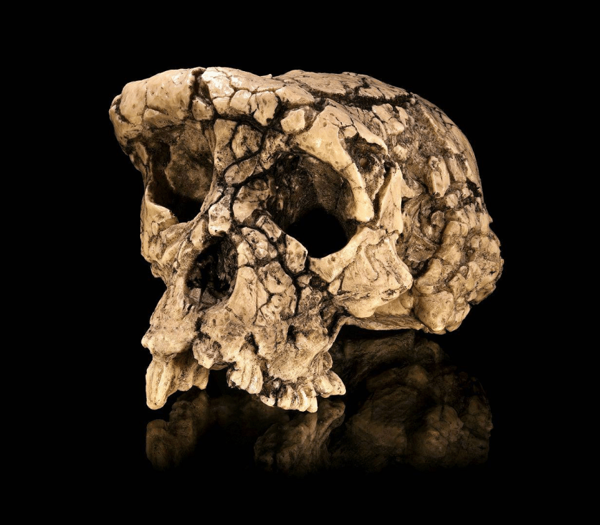 Toumai: Naš najraniji rođak koji nam je ostavio zagonetna pitanja pre oko 7 miliona godina!