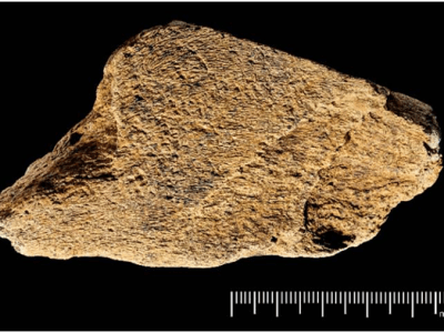 Koštano oruđe staro 500.000 godina identifikovano u Engleskoj