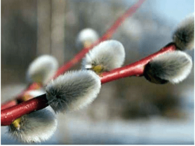 Šta vrba donosi u dom: važni znaci za zdravlje, mir i prosperitet