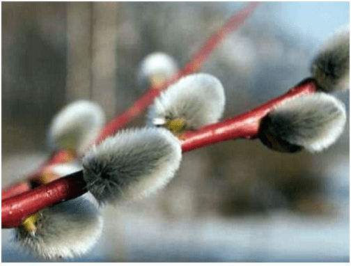 Šta vrba donosi u dom: važni znaci za zdravlje, mir i prosperitet